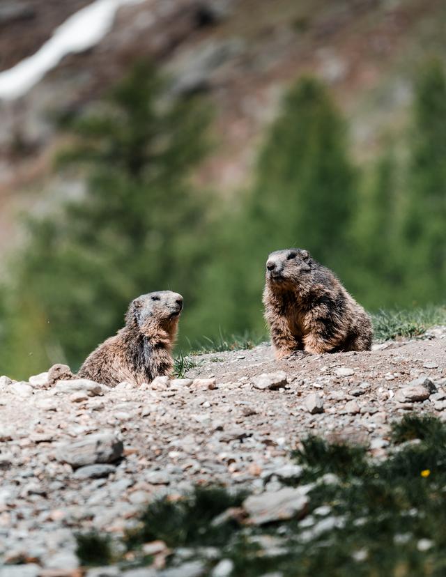 Marmotte Saas Fee ©saastaltourismusag Amarcstermedia (2)